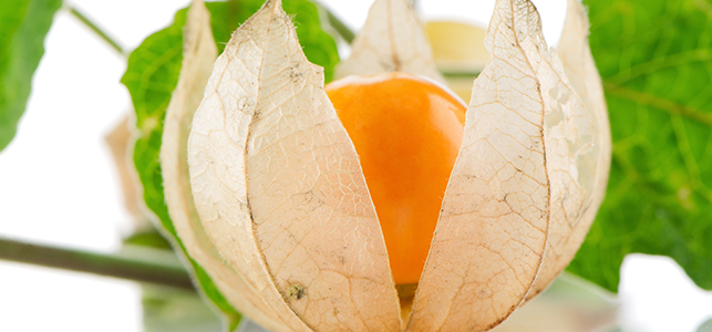 4 Excellent Reasons To Take Ashwagandha