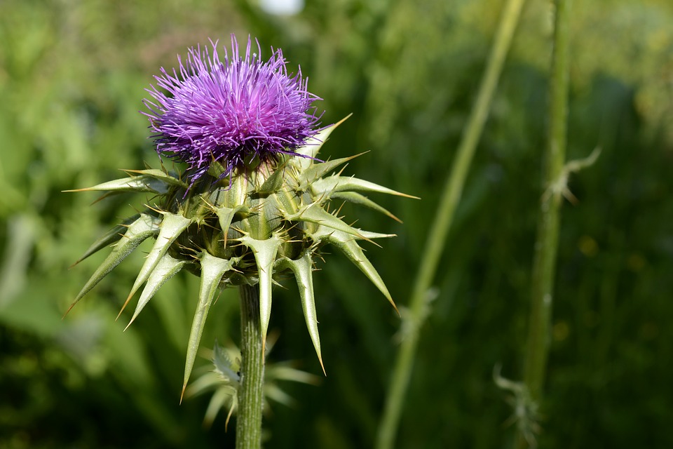 milk thistle