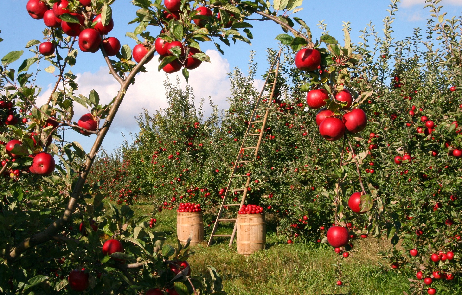 apple cultivation