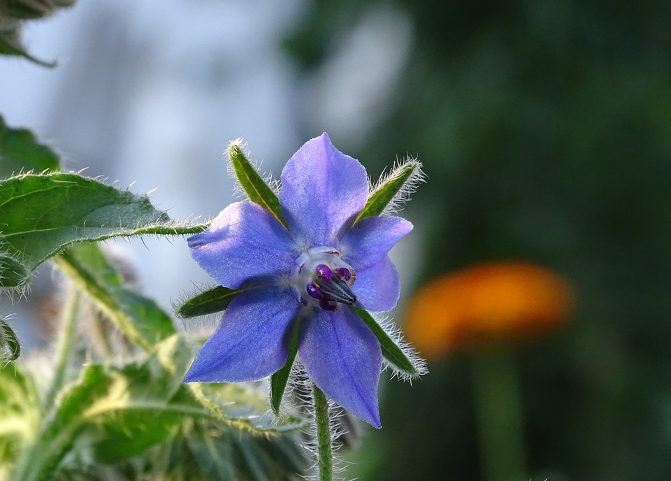 borage oil