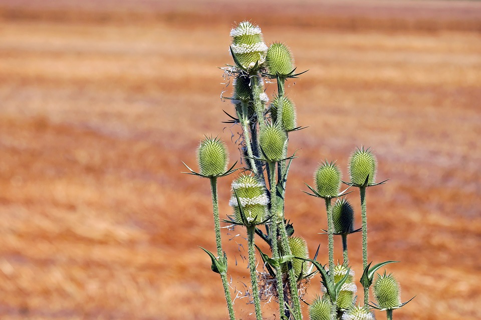 The Impressive Health Benefits of Teasel Root teasel