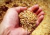 Spelt: Benefits and Side Effects Spelt: Benefits and Side Effects