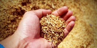 Spelt: Benefits and Side Effects Spelt: Benefits and Side Effects