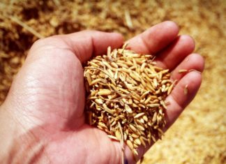 Spelt: Benefits and Side Effects Spelt: Benefits and Side Effects