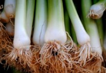 20 Health Benefits of Leeks 20 Health Benefits of Leeks
