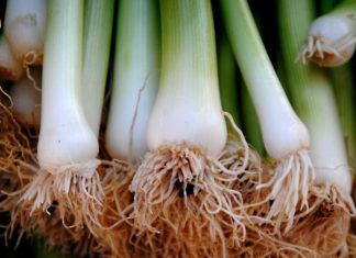 20 Health Benefits of Leeks 20 Health Benefits of Leeks