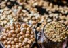 14 Health Benefits of Sorghum A picture of sorghum
