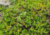 15 Amazing Benefits of Crowberries 15 Amazing Benefits of Crowberries