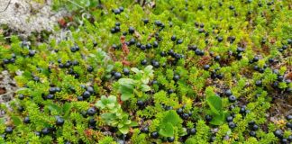 15 Amazing Benefits of Crowberries 15 Amazing Benefits of Crowberries