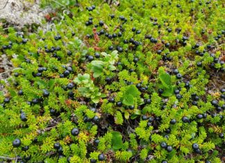 15 Amazing Benefits of Crowberries 15 Amazing Benefits of Crowberries