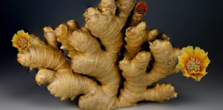 Ginger Supplement: Side Effect and Uses ginger