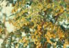 9 Health Benefits of Moringa 9 Benefits of Moringa