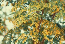 9 Health Benefits of Moringa 9 Benefits of Moringa