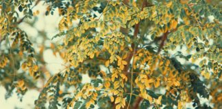 9 Health Benefits of Moringa 9 Benefits of Moringa