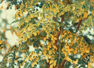 9 Health Benefits of Moringa 9 Benefits of Moringa