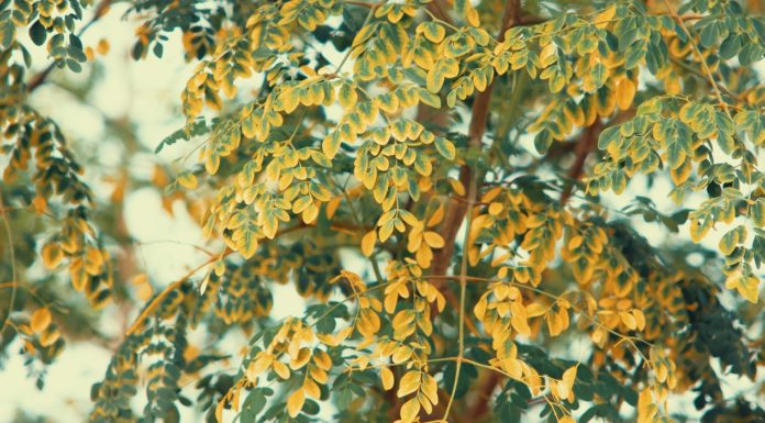 9 Health Benefits of Moringa 9 Benefits of Moringa