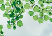 8 Health Benefits of Neem Leaves Health Benefits of Neem Leaves