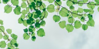 8 Health Benefits of Neem Leaves Health Benefits of Neem Leaves