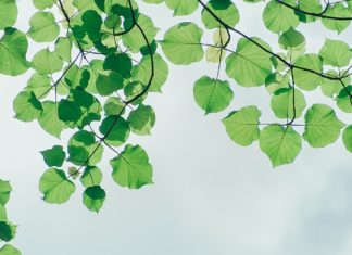 8 Health Benefits of Neem Leaves Health Benefits of Neem Leaves