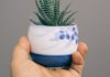 6 Health Benefits of Aloe Vera Oil aloe vera
