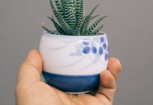 10 Nutrients Gotten from Plant-Based Foods aloe vera