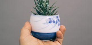 5 Aloe Vera Benefits for Weight Loss aloe vera