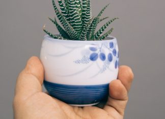 5 Aloe Vera Benefits for Weight Loss aloe vera