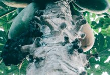 Natural Methods of Inducing Menstruation Plant