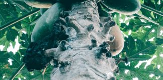 10 Unbelievable Pawpaw Health Benefits Plant