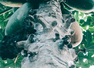 Natural Methods of Inducing Menstruation Plant