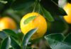 Types and Health Benefits of Citrus Fruit Tree of lemon