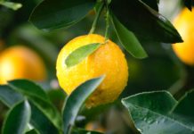 Thrilling Secrets About Lemon Revealed!! Tree of lemon