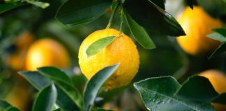 Types and Health Benefits of Citrus Fruit Tree of lemon