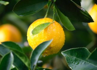 Types and Health Benefits of Citrus Fruit Tree of lemon