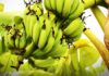 Health Benefits of Green Bananas Bananas