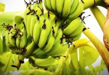 Health Benefits of Green Bananas Bananas