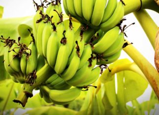 Health Benefits of Green Bananas Bananas
