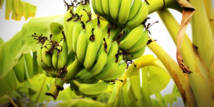 Green bananas Bananas