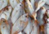 Facts About Stock fish You May Not Know Unprocessed stockfish