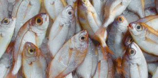 Facts About Stock fish You May Not Know Unprocessed stockfish