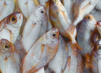 Facts About Stock fish You May Not Know Unprocessed stockfish