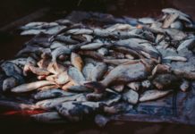 16 Benefits of Omega 3 Fatty Acids A bow of stockfish