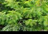 Neem: 17 Amazing Health Benefits of this Herb Neem