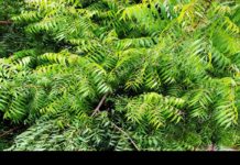 Neem: 17 Amazing Health Benefits of this Herb Neem