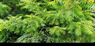 Neem: 17 Amazing Health Benefits of this Herb Neem