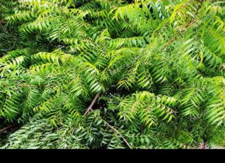 Neem: 17 Amazing Health Benefits of this Herb Neem