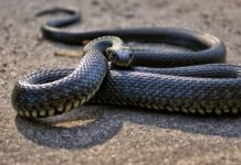 Snake bites: Signs, First Aid and Home Remedy