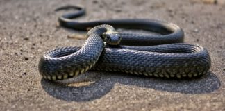 Snake bites: Signs, First Aid and Home Remedy