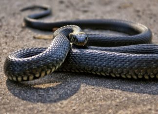 Snake bites: Signs, First Aid and Home Remedy