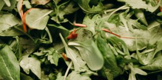 Health Benefits of Waterleaf Waterleaf